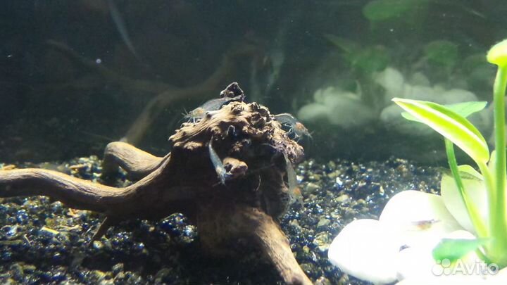 Креветки Амано,Фильтратор (банановый)