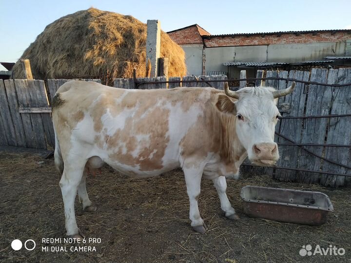 Корова телка