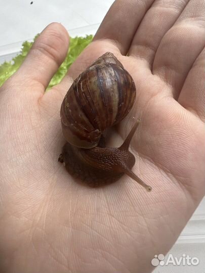 Улитка ахатина