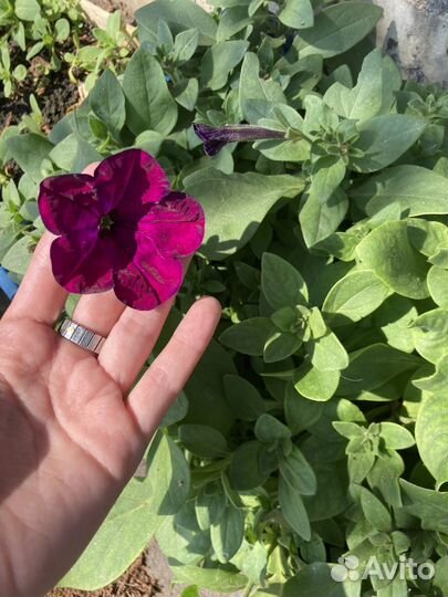 Рассада Петуния/ кустовые бархатцы/ лаватера