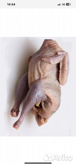 Мясо цесарки домашней