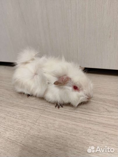 Морская свинка