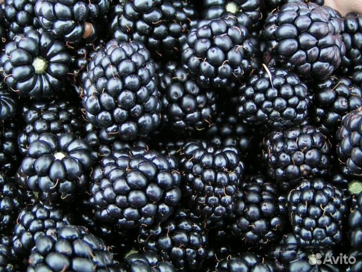 Саженец ежевики