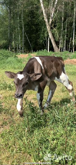 Телята бычки