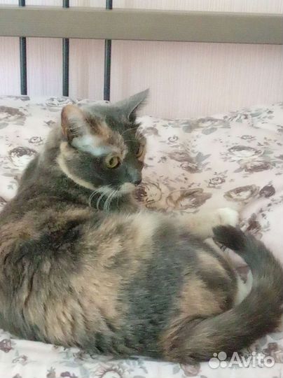 Кошка по имени Луна ищет хозяев