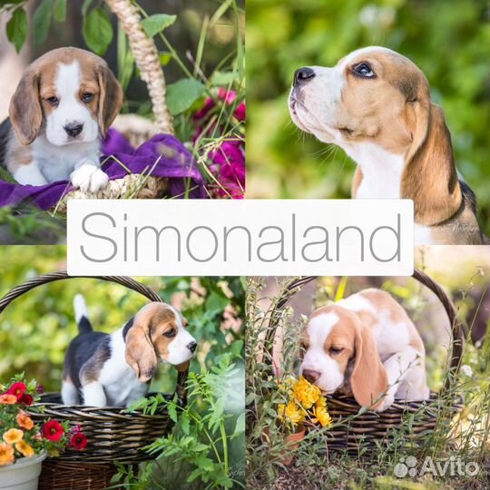 Бигль щенки питомник Симоналенд