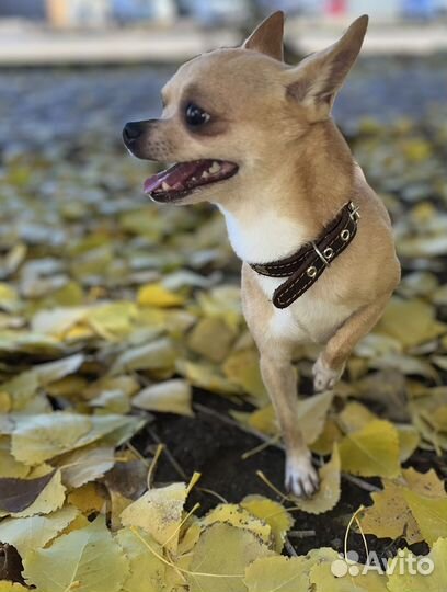 Вязка митис