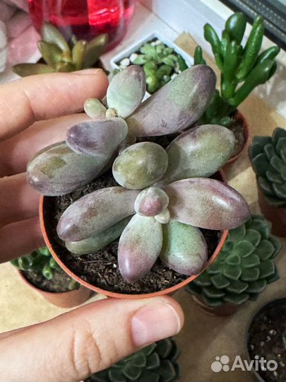 Пахифитум суккуленты домашние растения