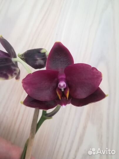 Орхидея P. Samera x Haur Jhih Princess цветет