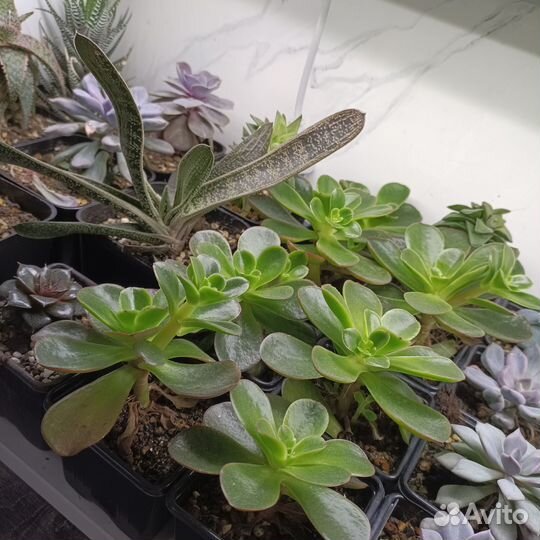 Суккуленты и кактусы