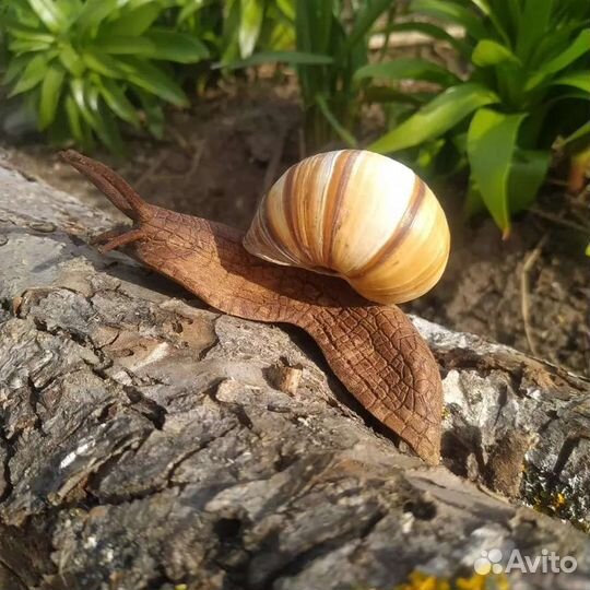 Улитка виноградная сувенир