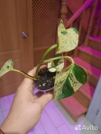 Сциндапсус марбл квин