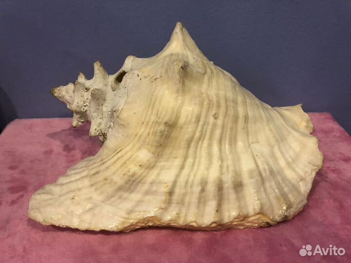 Ракушка морская большая