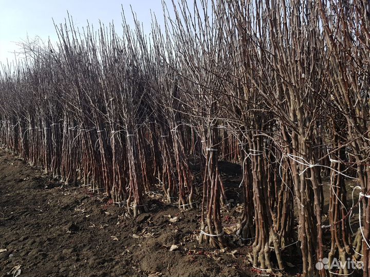 Саженцы плодовых деревьев