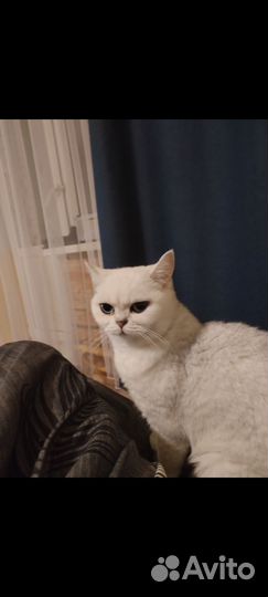 Британская кошка