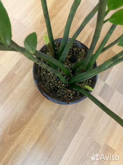 Замиокулькас