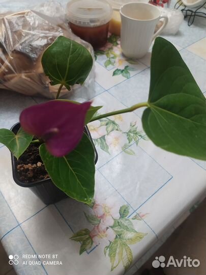 Алоказии. Спатифиллум, Стрелеция регина