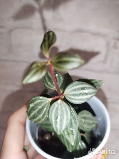 Жасмин садовый