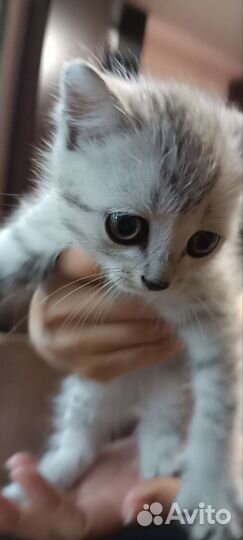 Отдам котёнка