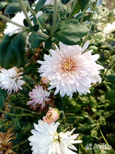 Хризантемы