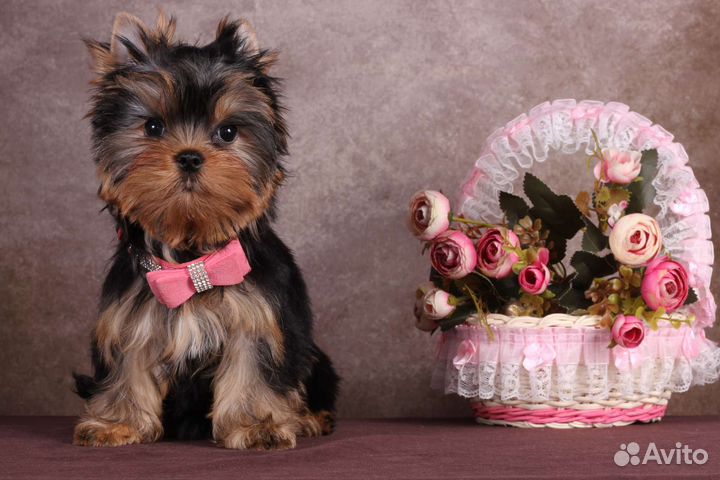 Йоркширский терьер щенки девочки
