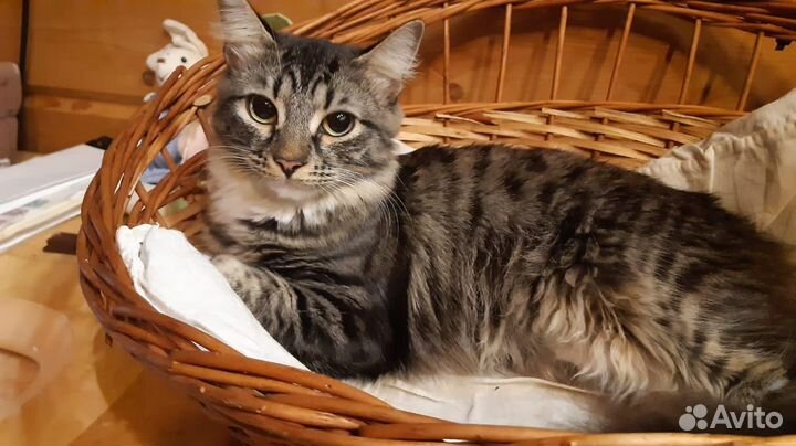 Дусенька.Душечка.Огромные глаза