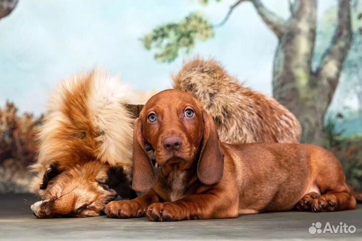 Такса стандартная рыжее солнышко