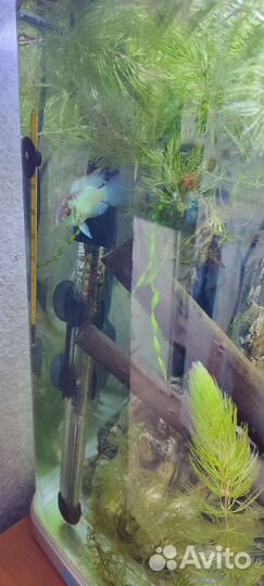 Наннакара Неоновая Электрик блю