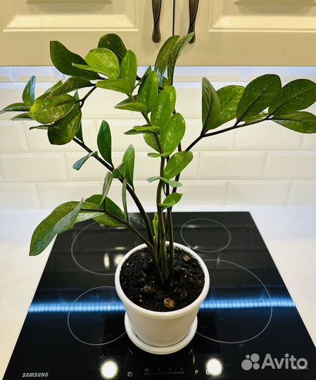 Замиокулькас