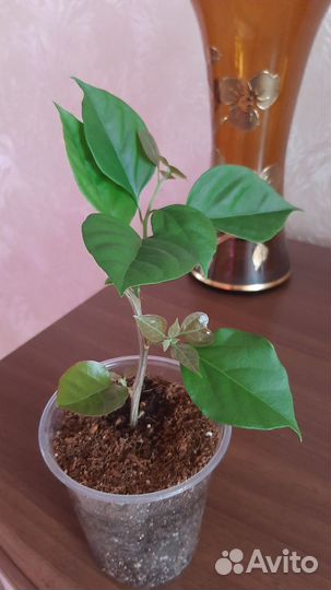 Крупнолистная бугенвилия