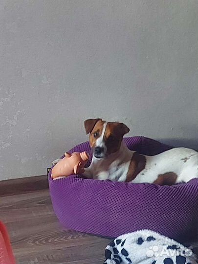 Передержка животных на время отпуска