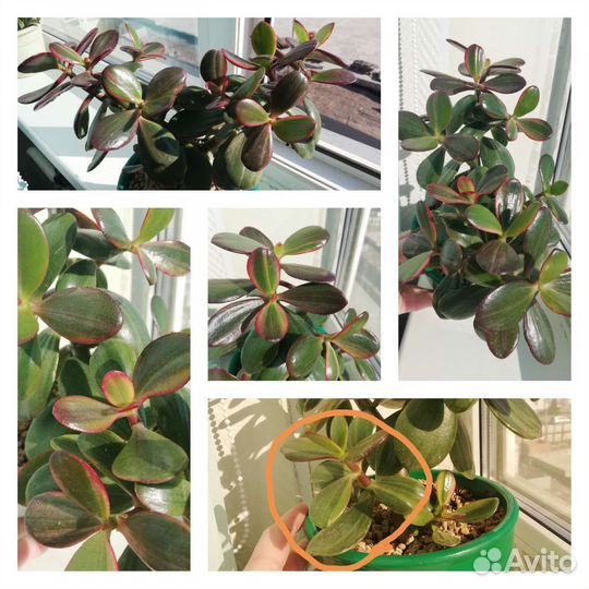 Суккуленты разные