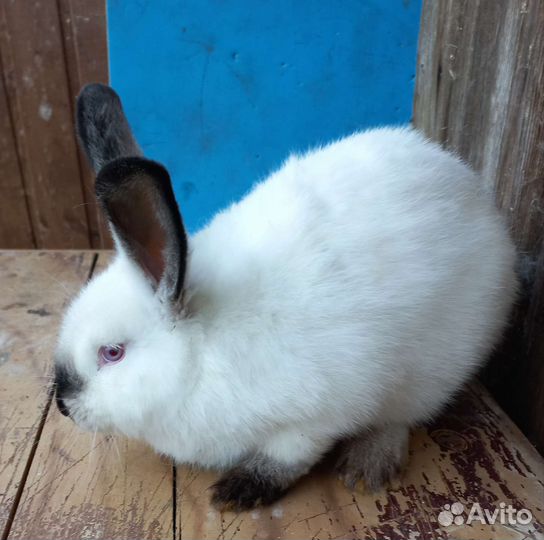 Кролики порода Калифорнийская