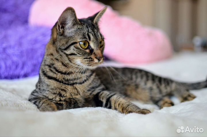 Котенок Стелла в добрые руки