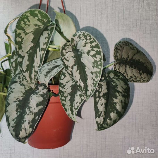 Эпипремнумы и сциндапсусы 1часть