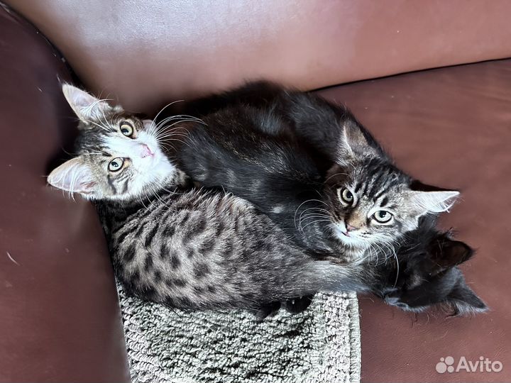 Котята бесплатно