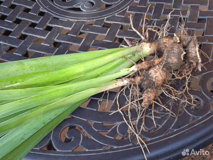 Ирис бело голубой и шоколадный