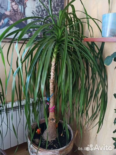 Нолина Бокарнея