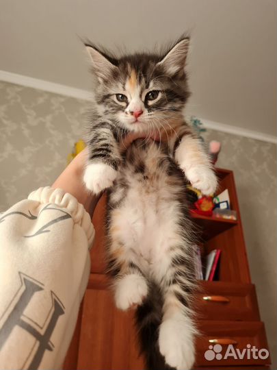 Котёнок