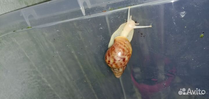 Улитки Ахатины Фулики бесплатно