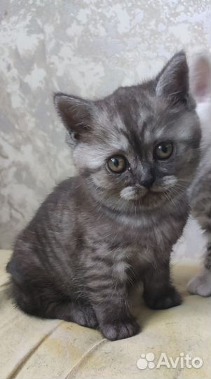 Британская кошка