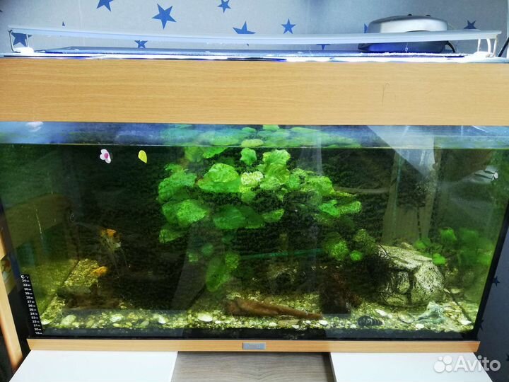 Аквариум на 140л