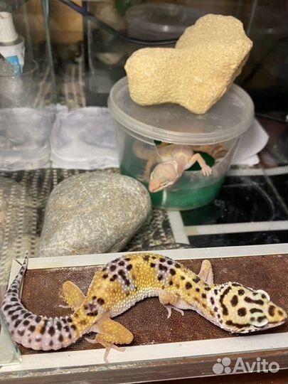 Геккон эублефар