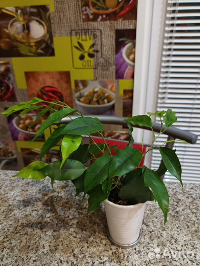 Фикус бенджамина