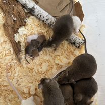Кормовые мыши, Новосибирск