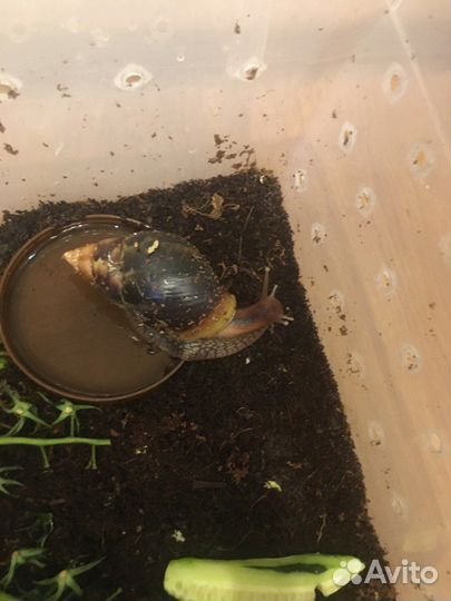 Улитки ахатины