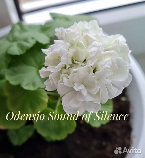 Пеларгония герань сортовая