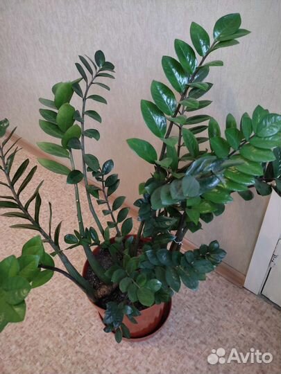 Большие комнатные цветы