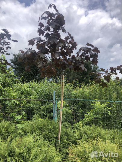 Клён остролистный 