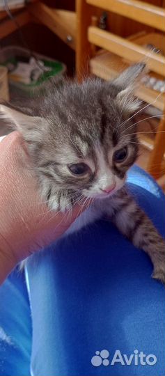 Котенок мальчик в добрые руки